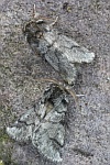 Eichenprozessionsspinner (Thaumetopoea processionea)