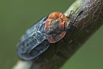 Rothalsige Silphe (Oeceoptoma thoracica)