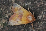 Ockergelbe Escheneule (Atethmia centrago)