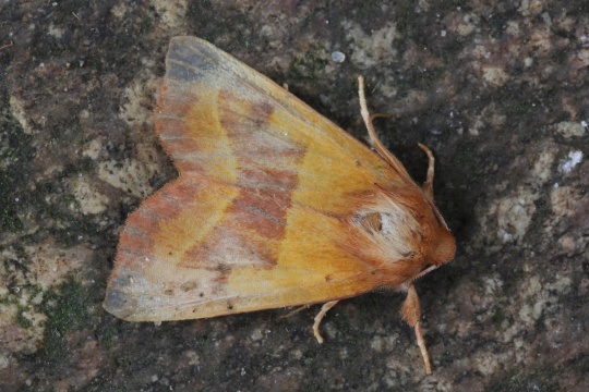 Ockergelbe Escheneule (Atethmia centrago)