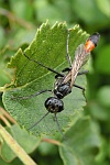 Sandwespe (Ammophila sabulosa)