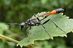 Sandwespe (Ammophila sabulosa)