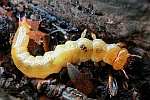 Scharlachroter Feuerkäfer (Pyrochroa coccinea)