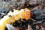 Scharlachroter Feuerkäfer (Pyrochroa coccinea)