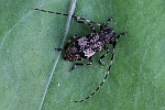 Braungrauer Splintbock (Leiopus nebulosus)