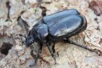 Eremit (Osmoderma eremita)