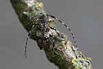 Braungrauer Splintbock (Leiopus nebulosus)