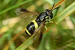 Zweiband-Wespenschwebfliege (Chrysotoxum bicinctum)