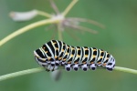Schwalbenschwanz (Papilio machaon)