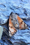 Groes Jungfernkind (Archiearis parthenias)