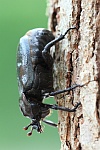 Eremit (Osmoderma eremita)