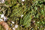 Teichfrosch (Rana esculenta)