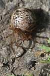 Gew�chshaus-Mondspinne (Parasteatoda tepidariorum) - Weibchen