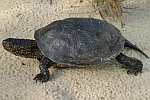 Europische Sumpfschildkrte (Emys orbicularis)