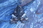 Groes Jungfernkind (Archiearis parthenias)
