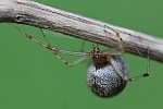 Gew�chshaus-Mondspinne (Parasteatoda tepidariorum) - Weibchen
