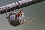 Gew�chshaus-Mondspinne (Parasteatoda tepidariorum) - Weibchen