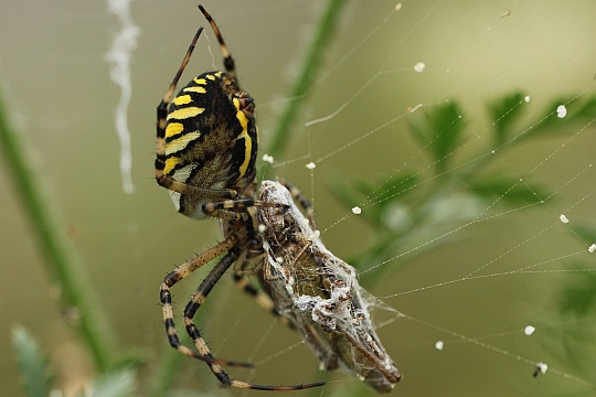 Wespenspinne (Argiope bruennichi)