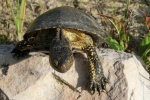 Europische Sumpfschildkrte (Emys orbicularis)