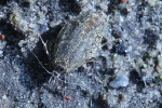 Buchenmotte (Diurnea fagella)