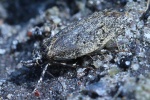 Buchenmotte (Diurnea fagella)