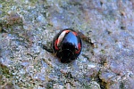 Vierfleckiger Kugelmarienkfer (Exochomus quadripustulatus)