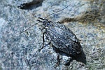 Buchenmotte (Diurnea fagella)