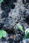 Buchenmotte (Diurnea fagella)