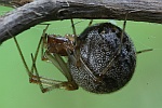 Gew�chshaus-Mondspinne (Parasteatoda tepidariorum) - Weibchen
