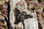 Wollschweber T. fenestratus (Thyridanthrax fenestratus)