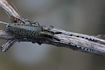 Scheckhornbock (Agapanthia villosoviridescens)