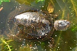 Europische Sumpfschildkrte (Emys orbicularis)