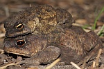 Erdkrte (Bufo bufo)