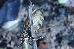 Buchenmotte (Diurnea fagella)