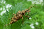 Eichenzangenbock (Rhagium sycophanta)