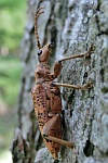 Eichenzangenbock (Rhagium sycophanta)