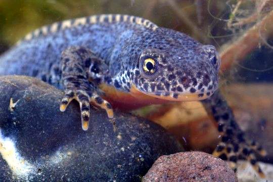 Bergmolch (Triturus alpestris)