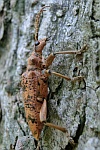 Eichenzangenbock (Rhagium sycophanta)