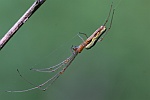 Streckerspinne (Tetragnatha extensa)