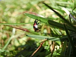 Vierfleckiger Kugelmarienkfer (Exochomus quadripustulatus)