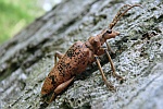 Eichenzangenbock (Rhagium sycophanta)