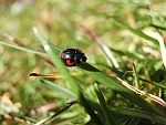 Vierfleckiger Kugelmarienkfer (Exochomus quadripustulatus)
