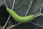 Lindenschw�rmer (Mimas tiliae) - Raupe