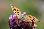Mittlere Perlmutterfalter (Argynnis niobe)