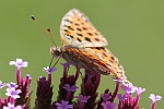 Mittlere Perlmutterfalter (Argynnis niobe)