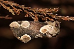 Roseneule (Thyatira batis)