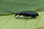 Blauer Scheinbockkfer (Ischnomera cyanea)