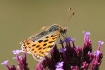 Mittlere Perlmutterfalter (Argynnis niobe)