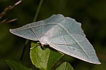 Perlglanzspanner (Campaea margaritaria)
