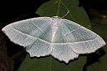 Perlglanzspanner (Campaea margaritaria)